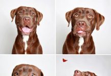 Wow! Cabinas fotográficas usadas en refugio ayudan a perritos (+Fotos)