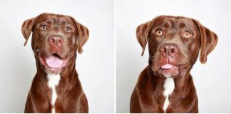 Wow! Cabinas fotográficas usadas en refugio ayudan a perritos (+Fotos)